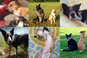 10 tips för rescuehundar och omplaceringsvovvar